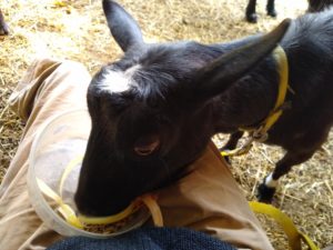 Delilah eats from a bowl in my lap