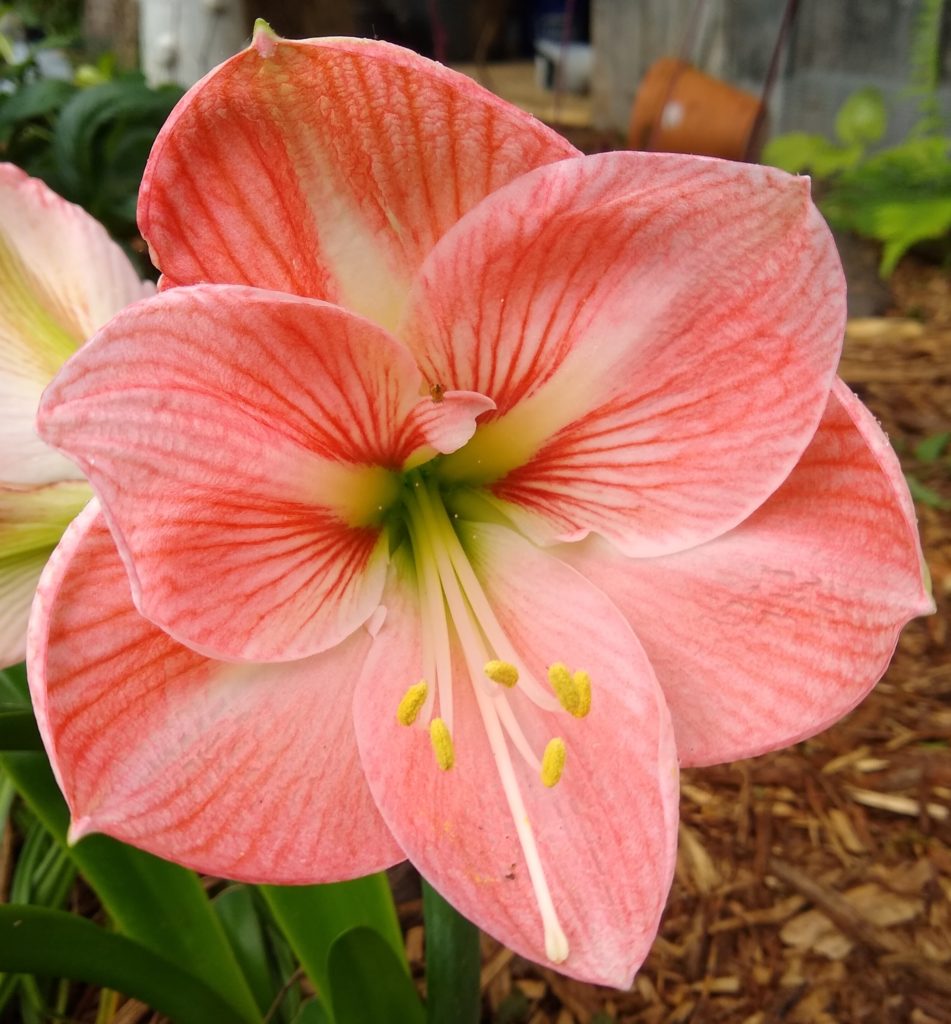 Amaryllis flower