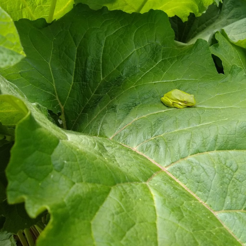 Green frog sitting on burdock leaf
