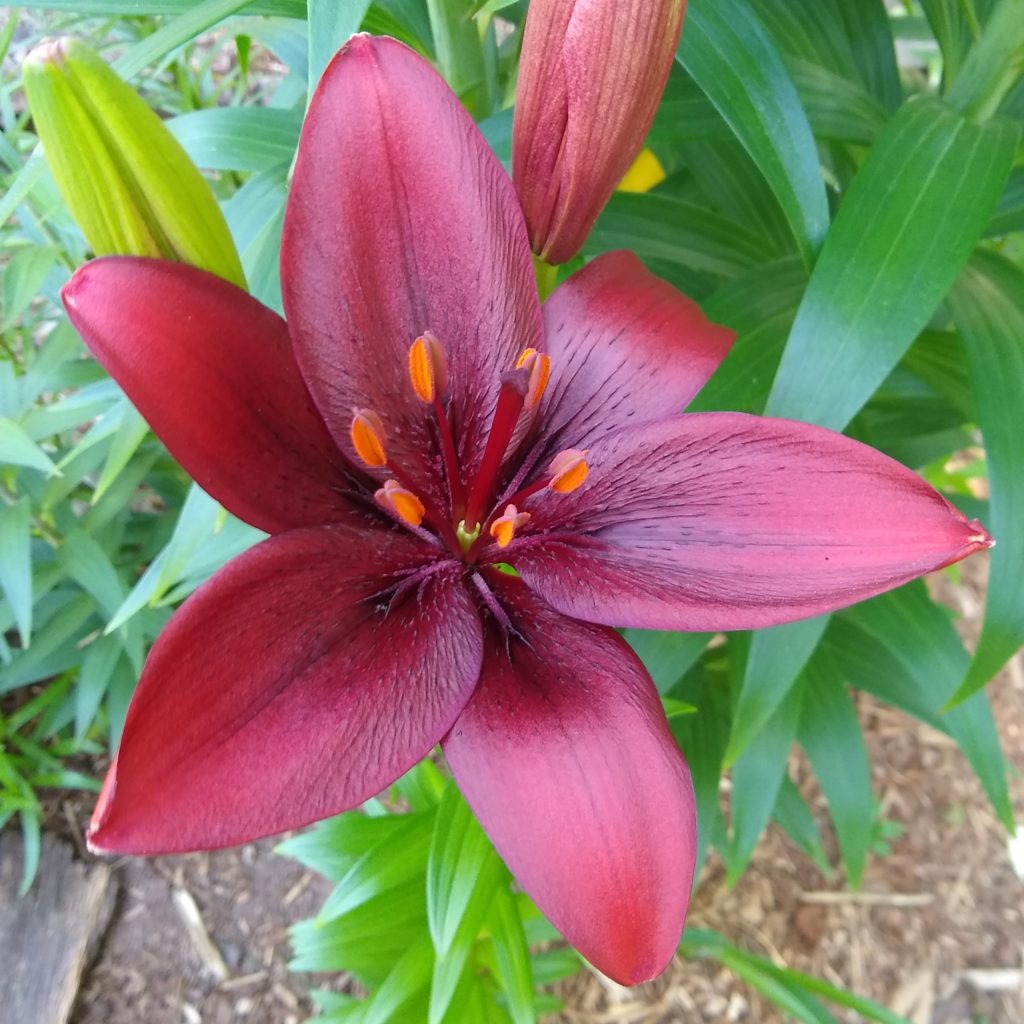 A deep burgandy colored lily flower